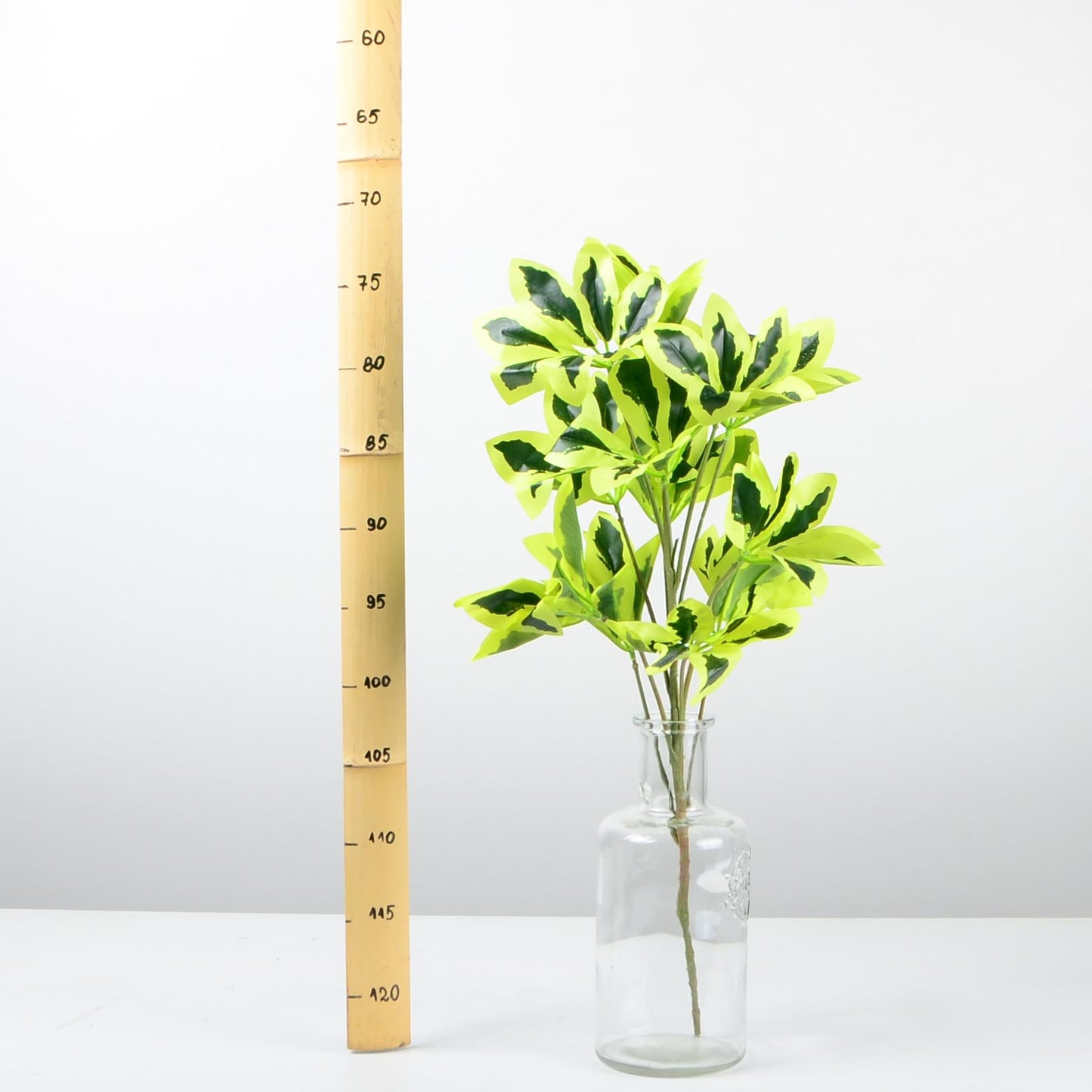 Декоративно растение - baron.bg