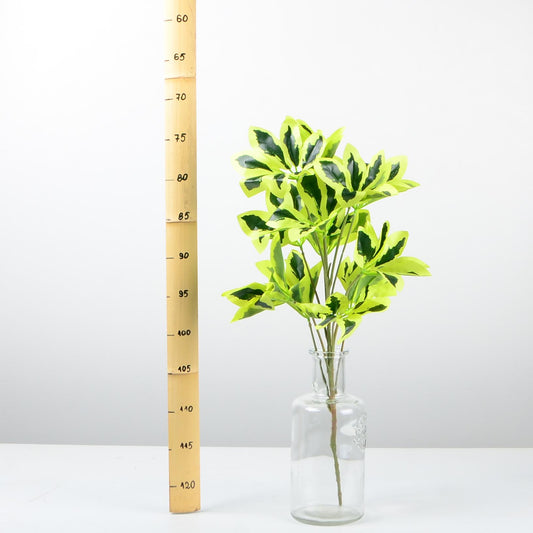 Декоративно растение - baron.bg