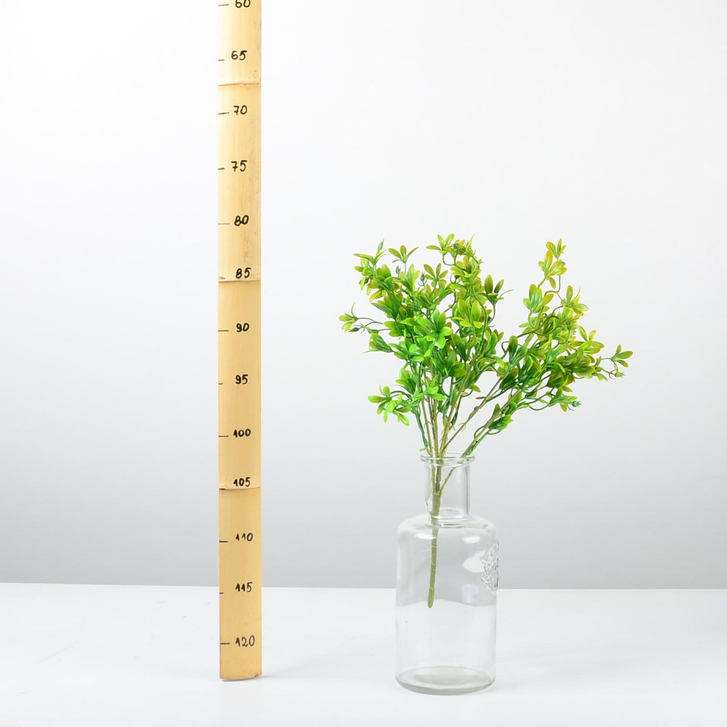 Декоративно растение - baron.bg