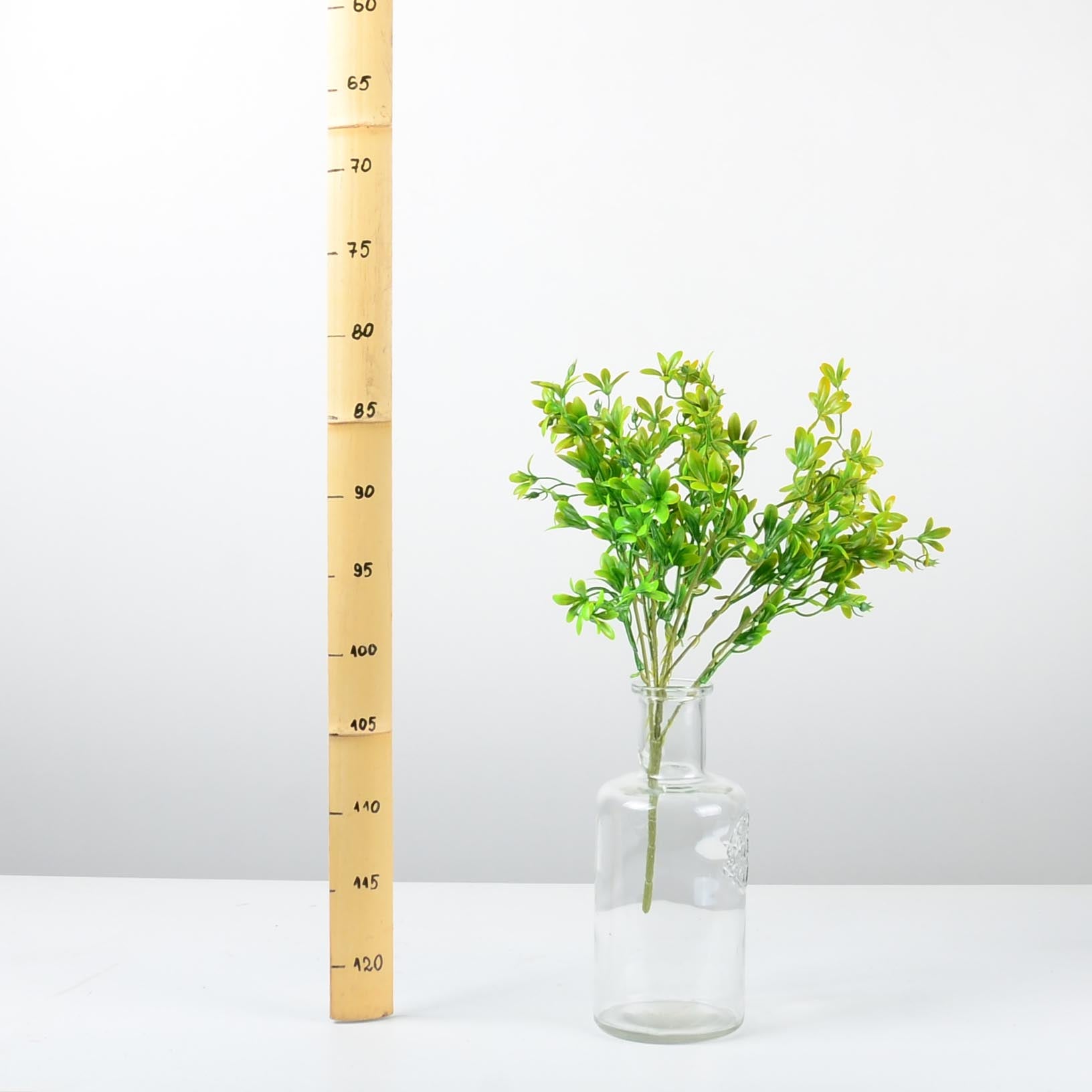 Декоративно растение - baron.bg