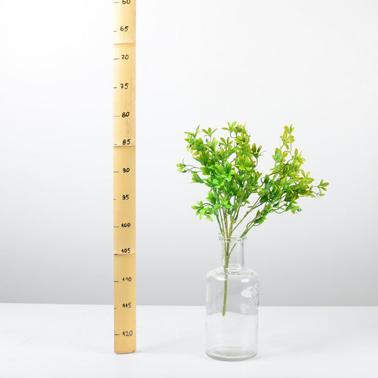 Декоративно растение - baron.bg