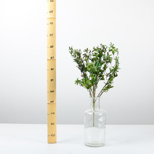 Декоративно растение - baron.bg