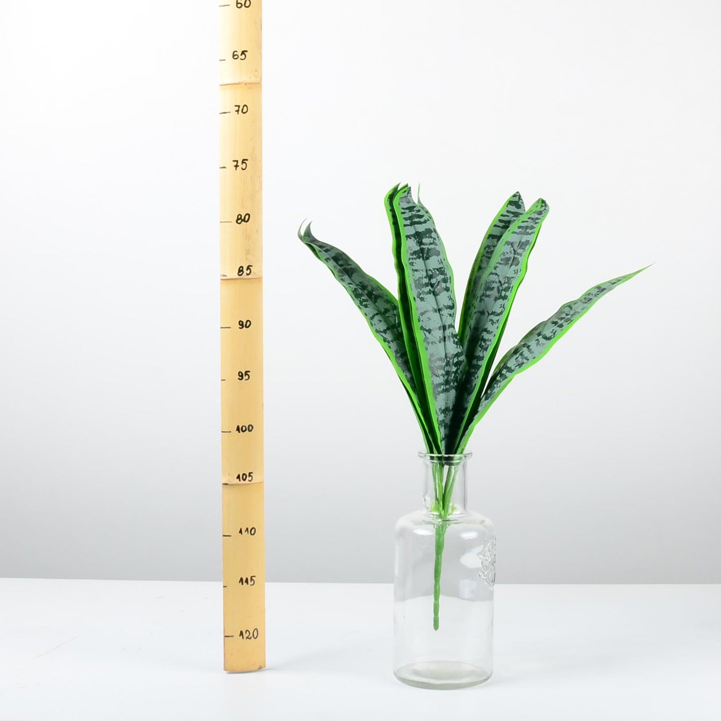 Декоративно растение - baron.bg