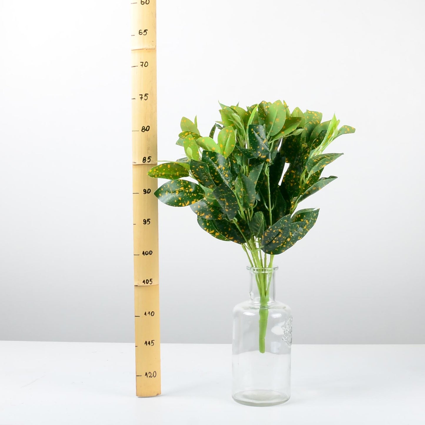 Декоративно растение - baron.bg