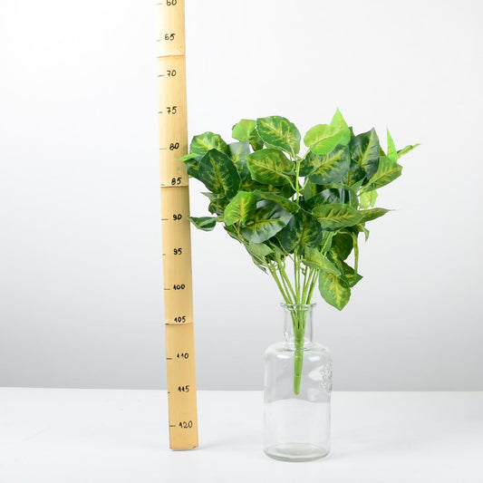 Декоративно растение - baron.bg