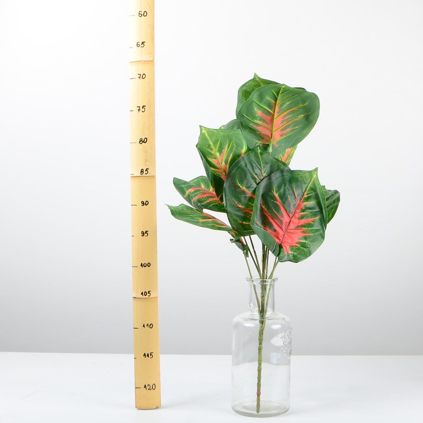 Декоративно растение - baron.bg