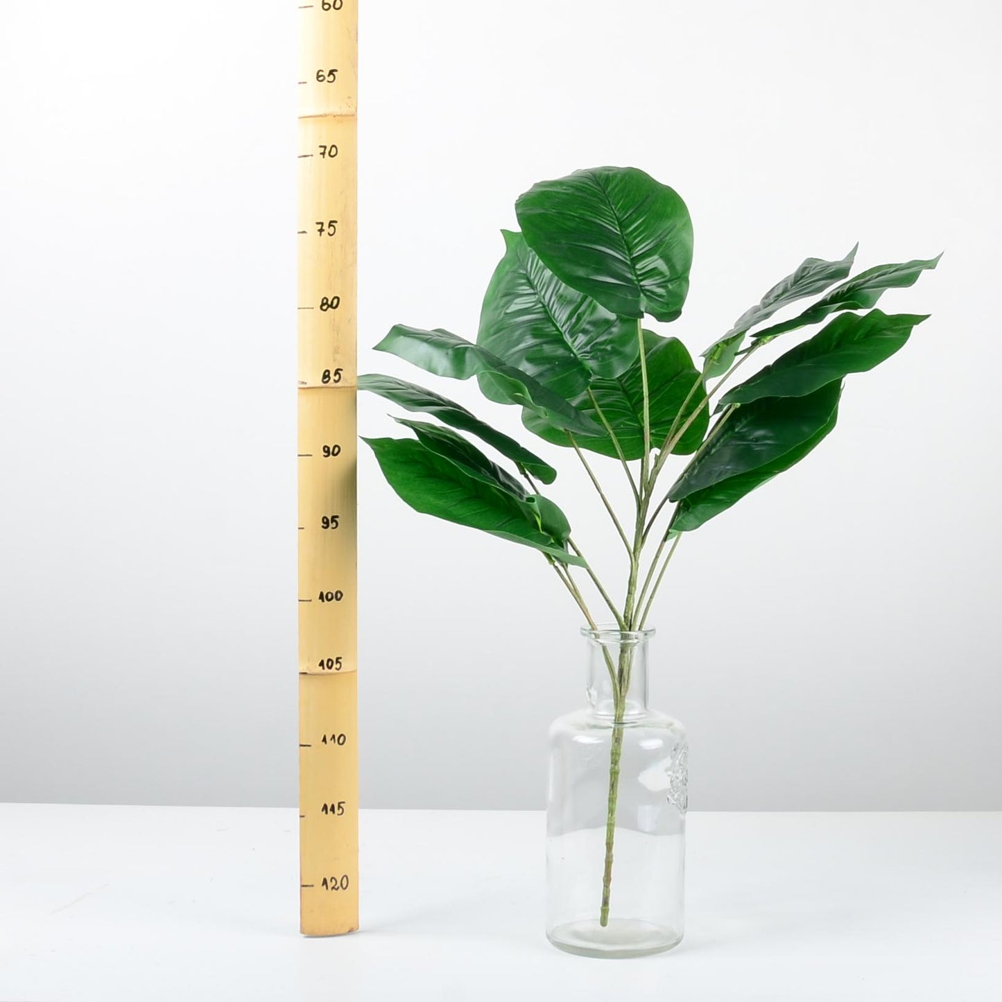 Декоративно растение - baron.bg