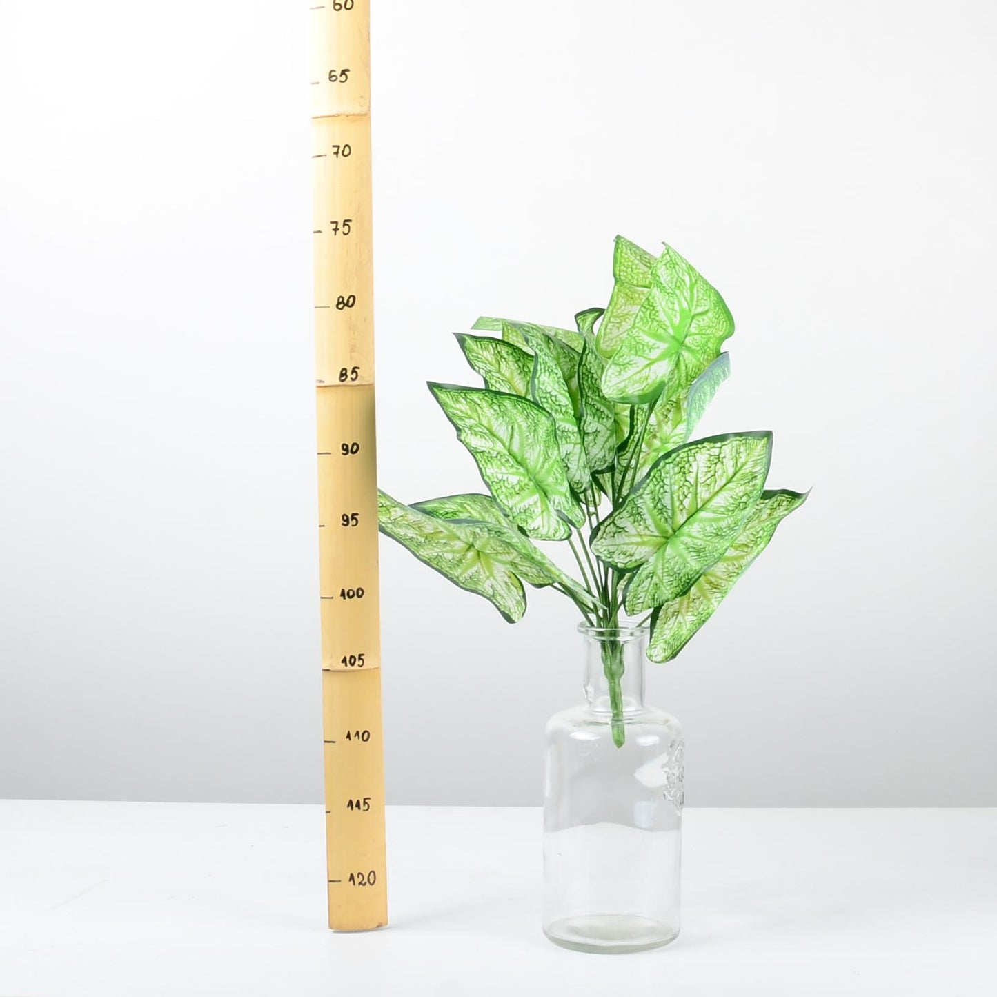 Декоративно растение - baron.bg