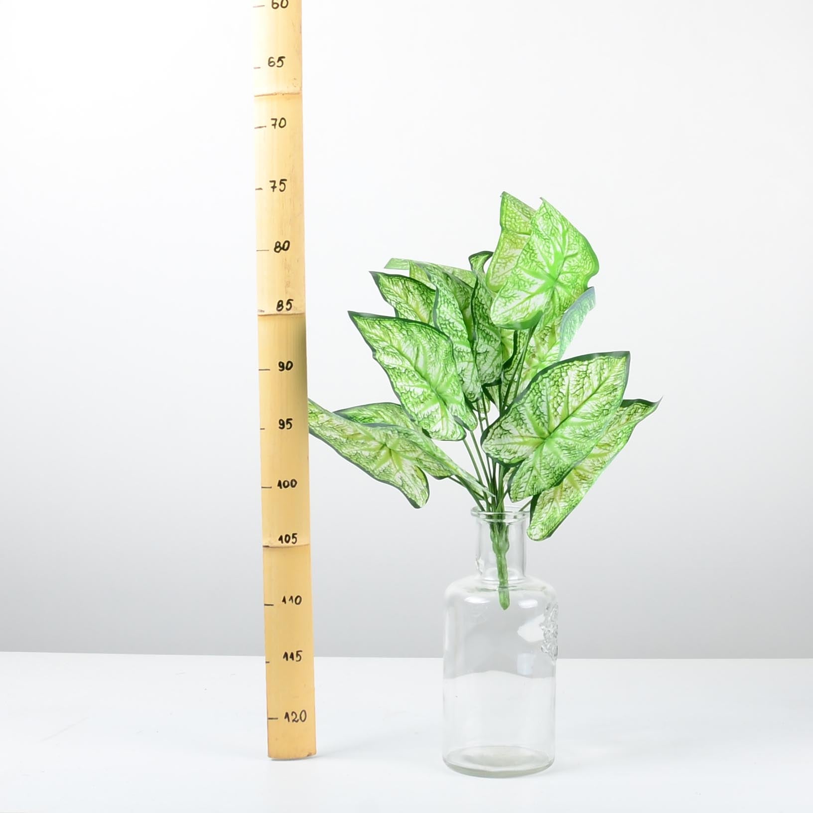 Декоративно растение - baron.bg