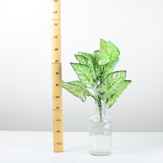 Декоративно растение - baron.bg