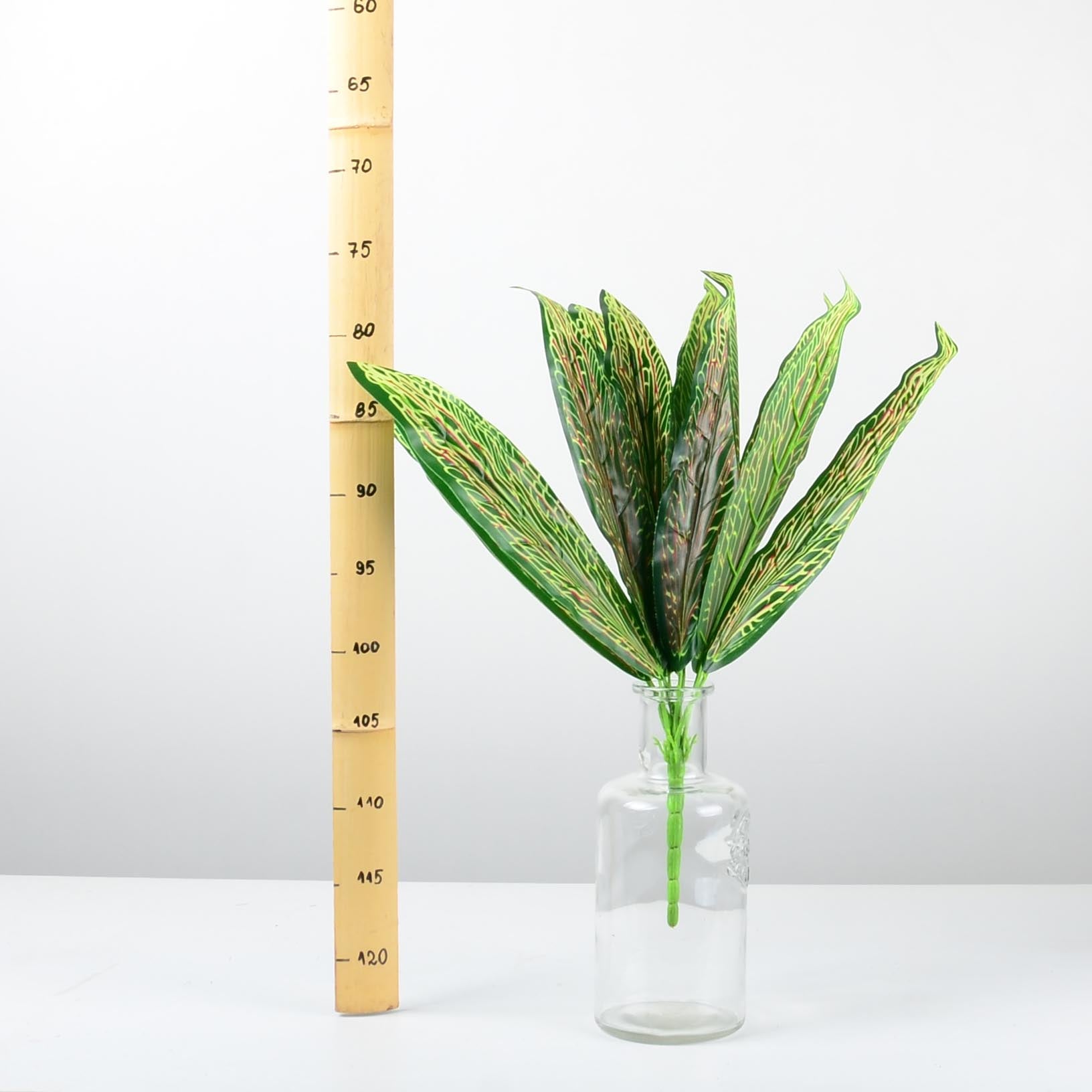 Декоративно растение - baron.bg