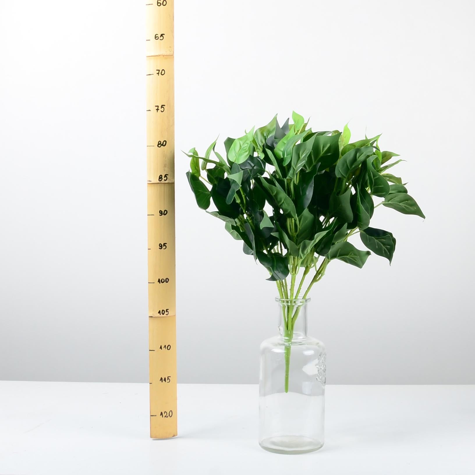 Декоративно растение - baron.bg