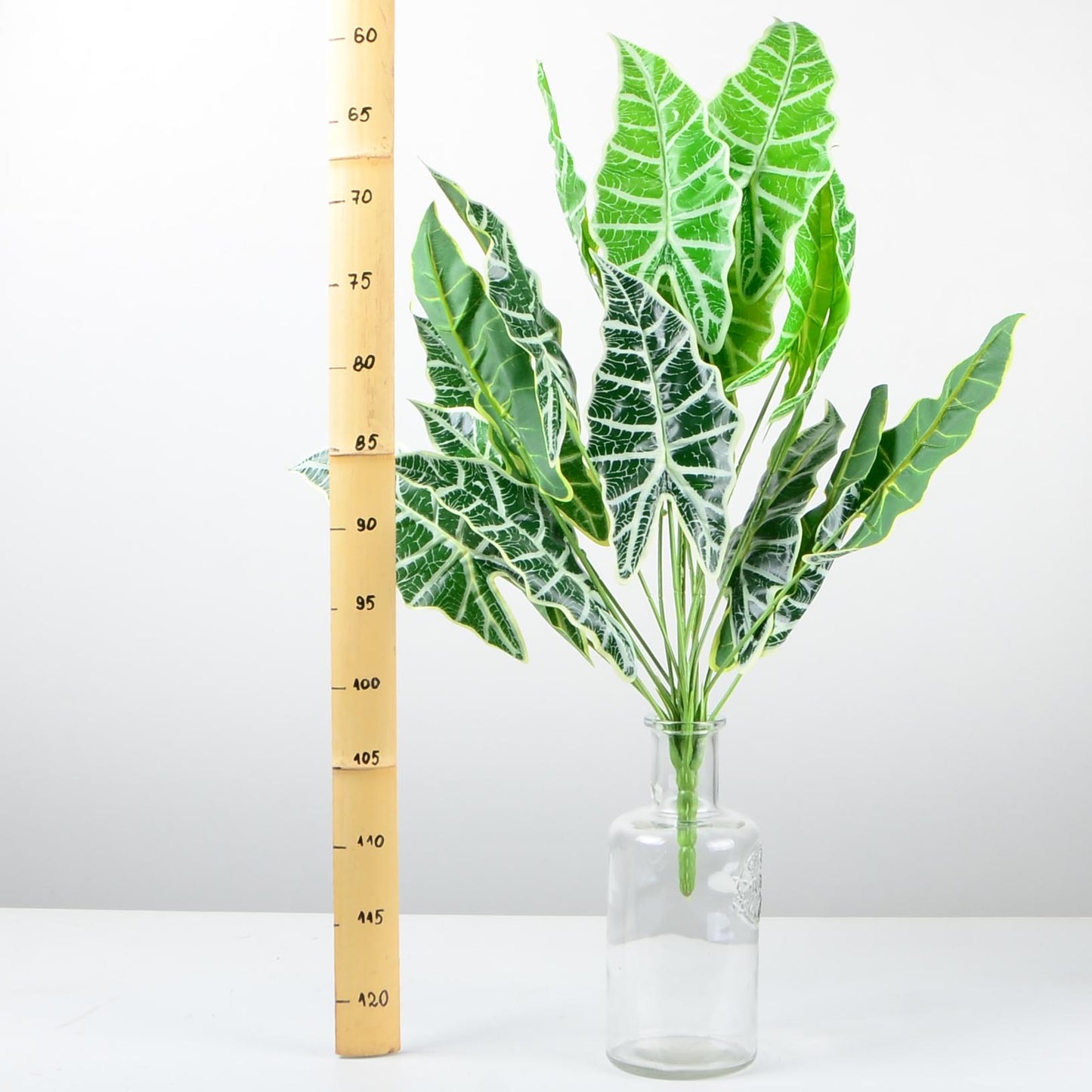 Декоративно растение - baron.bg