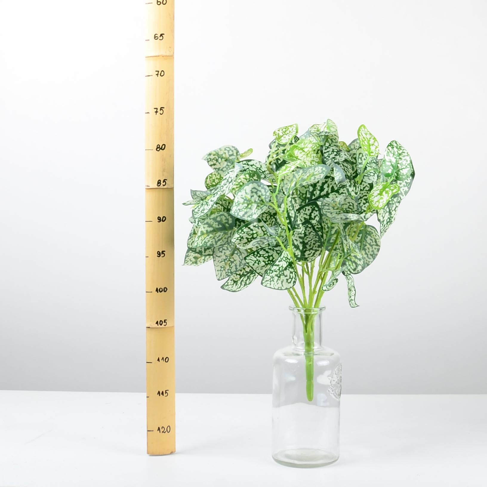 Декоративно растение - baron.bg