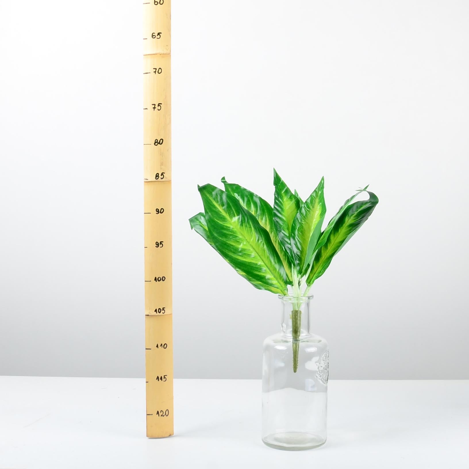 Декоративно растение - baron.bg