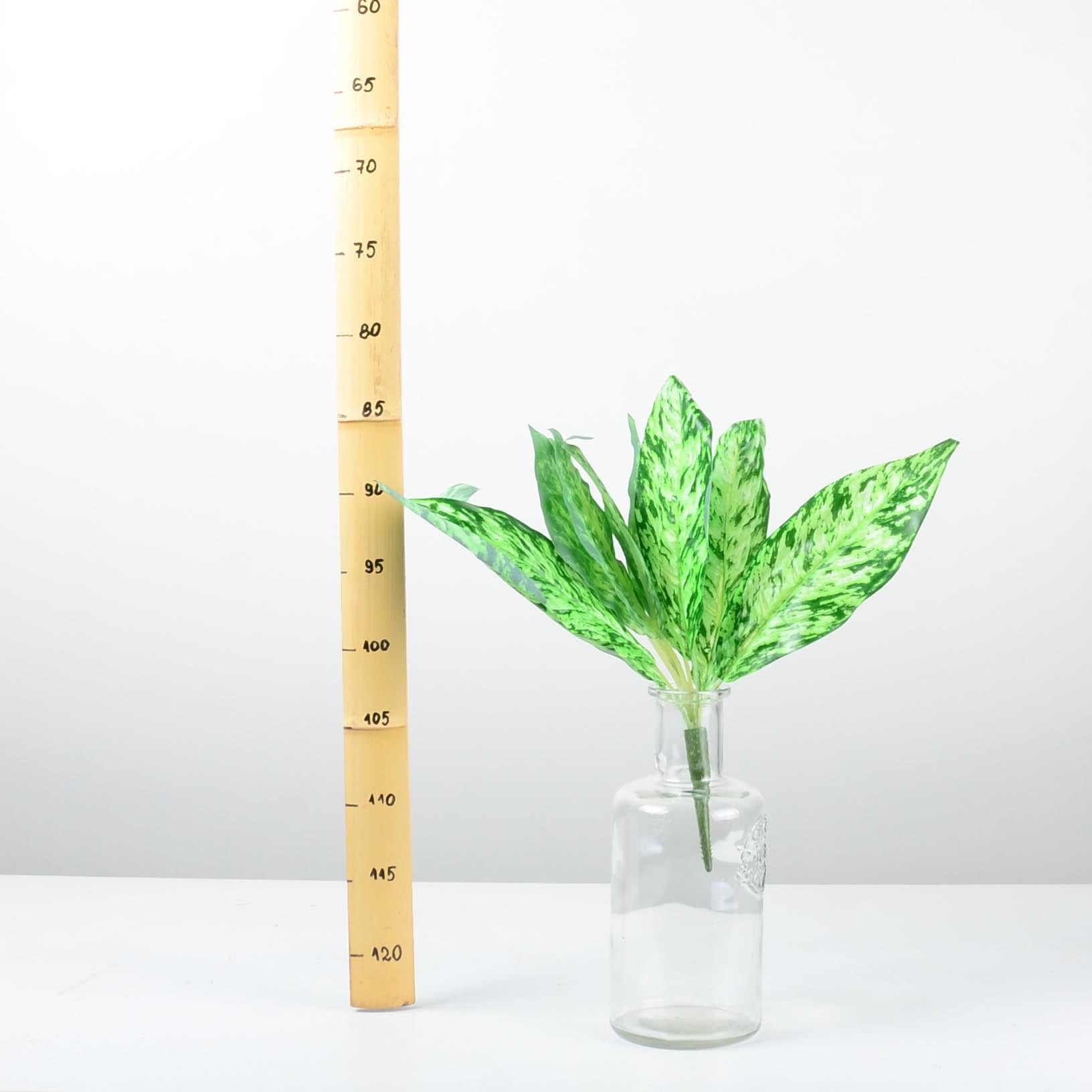 Декоративно растение - baron.bg