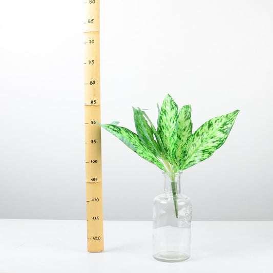 Декоративно растение - baron.bg