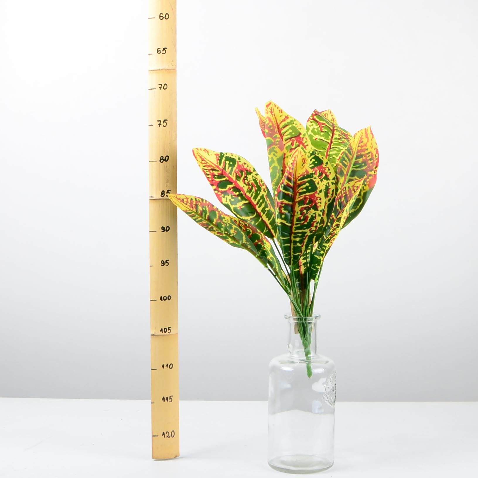 Декоративно растение - baron.bg