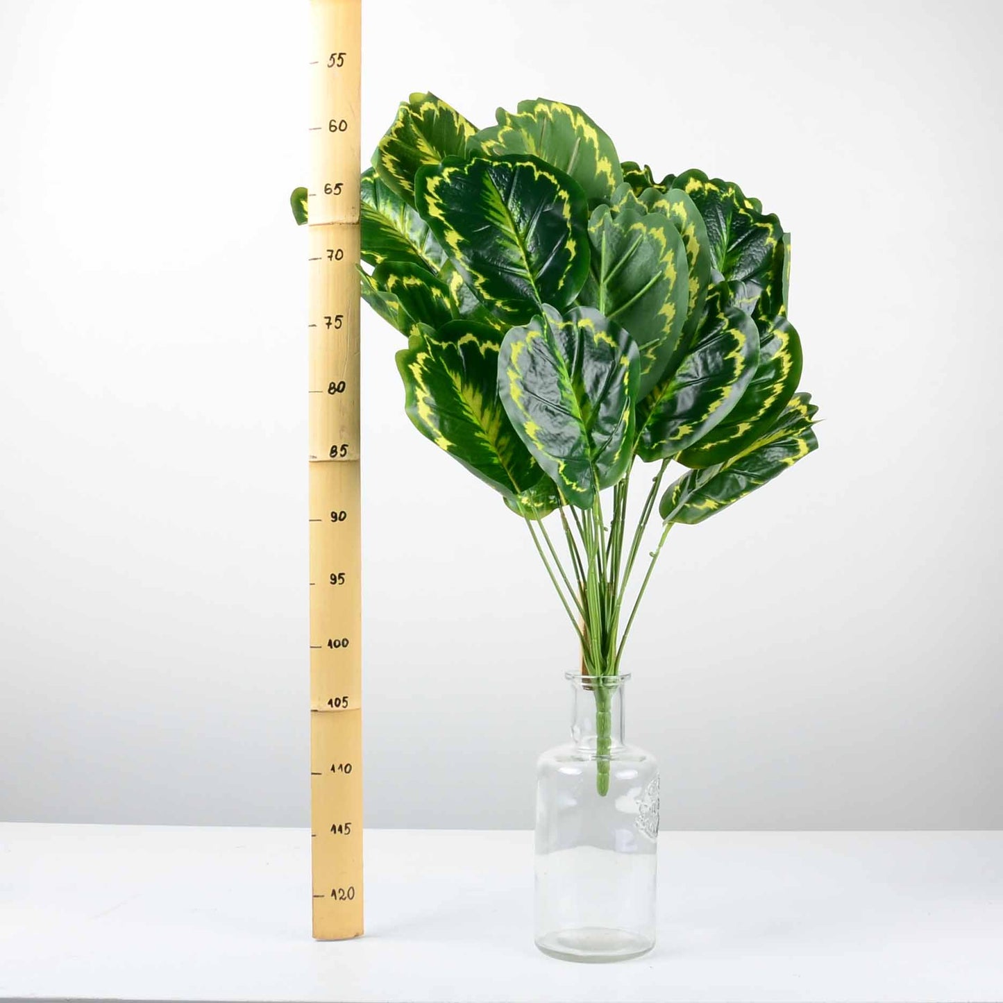 Декоративно растение - baron.bg