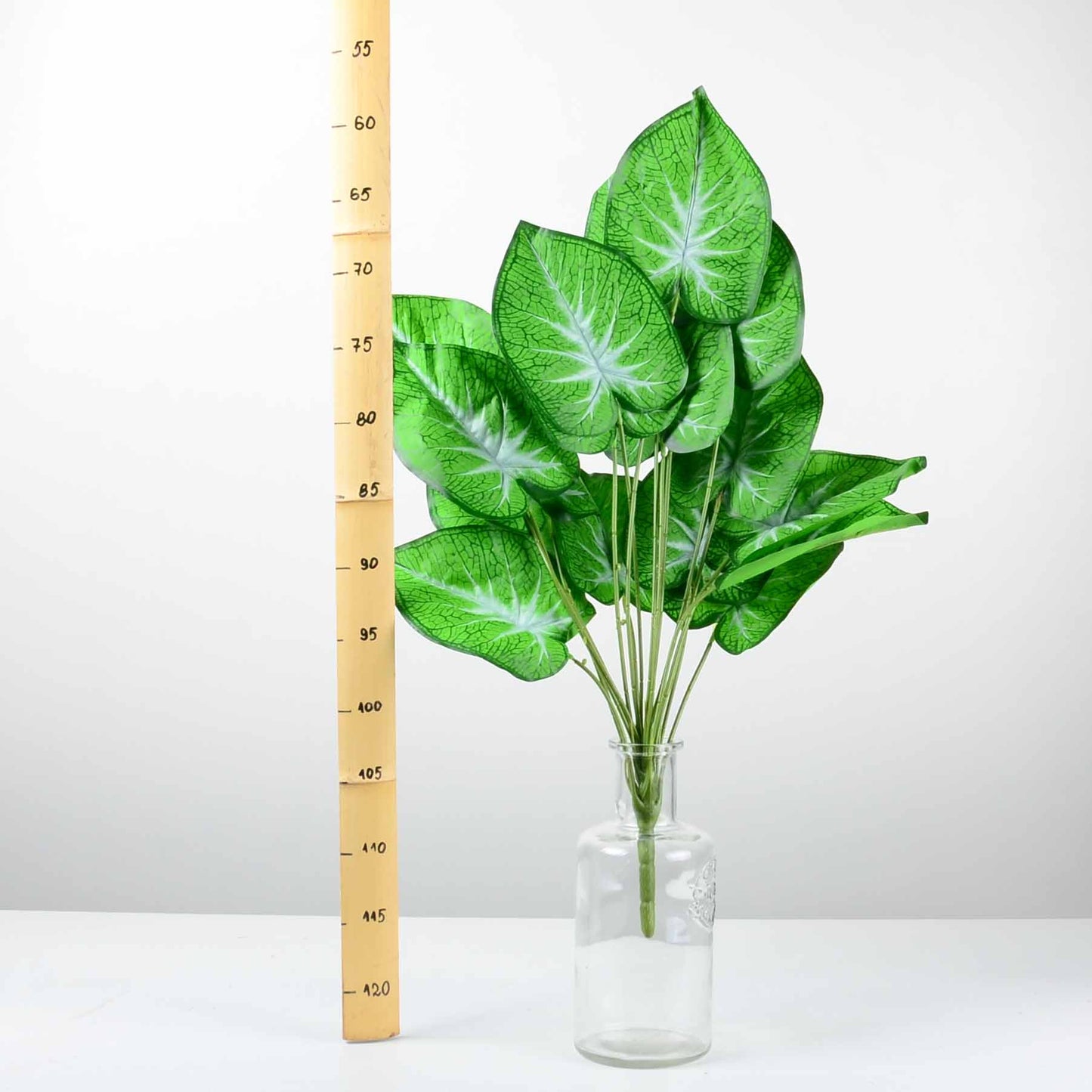 Декоративно растение - baron.bg