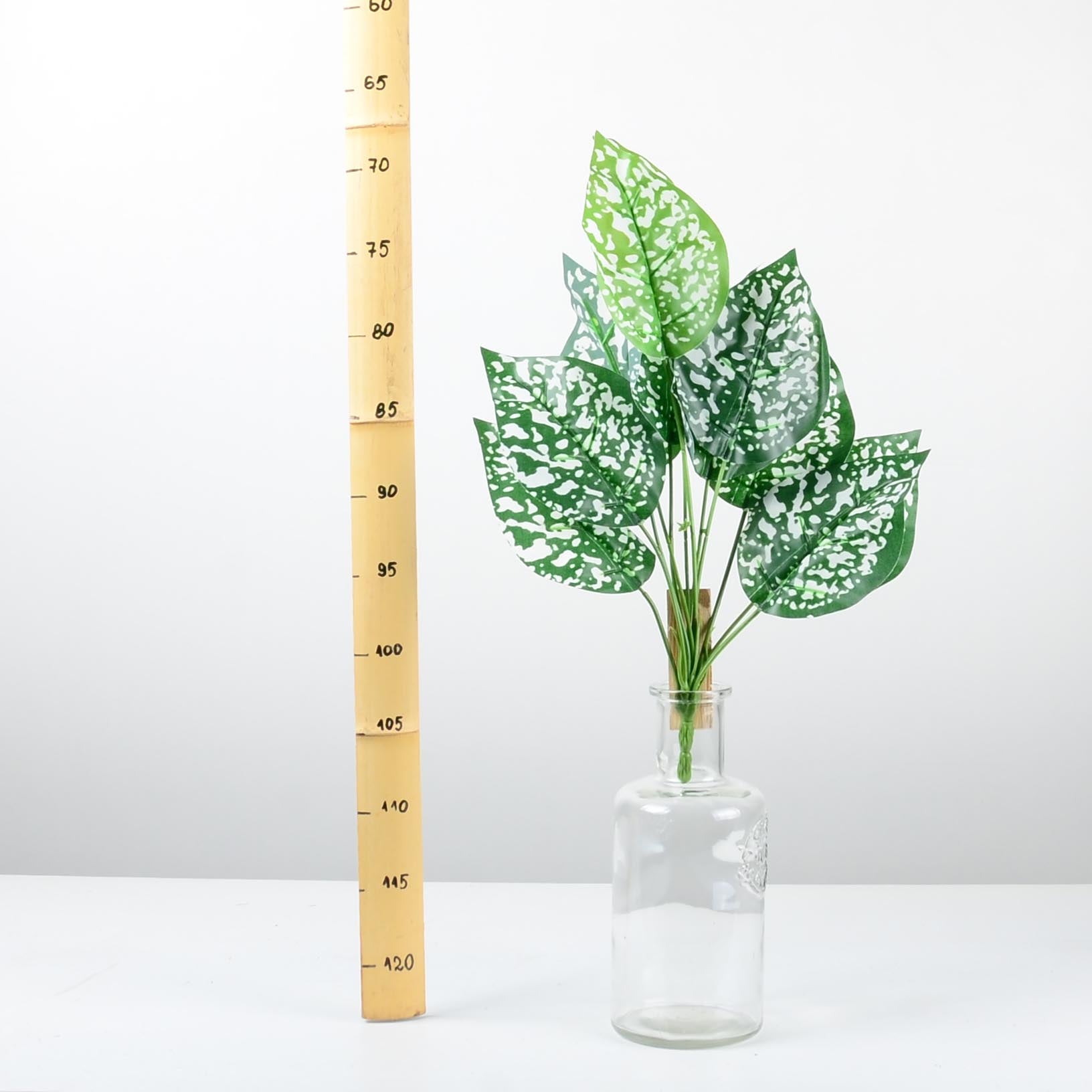 Декоративно растение - baron.bg