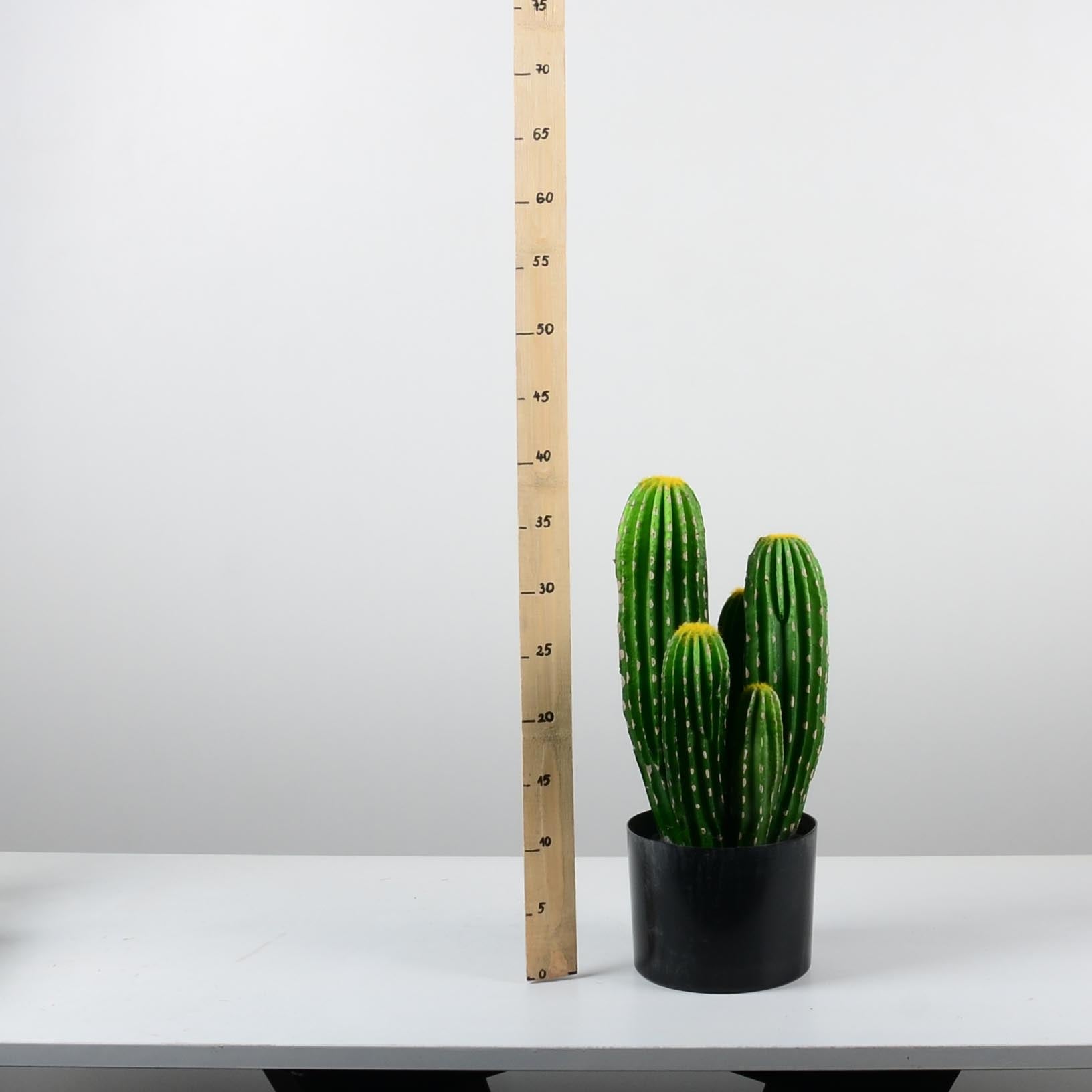 Декоративен кактус - baron.bg