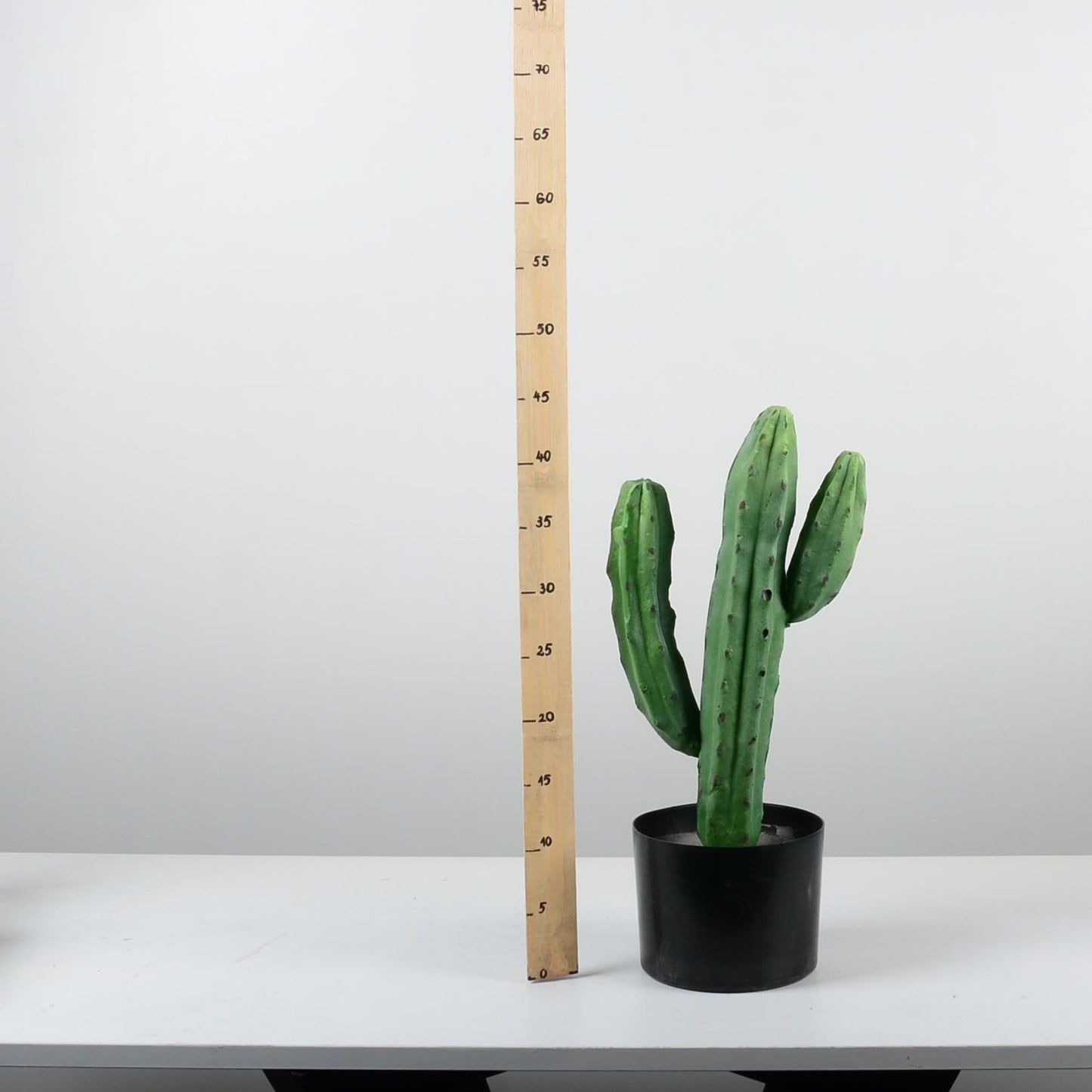 Декоративен кактус - baron.bg