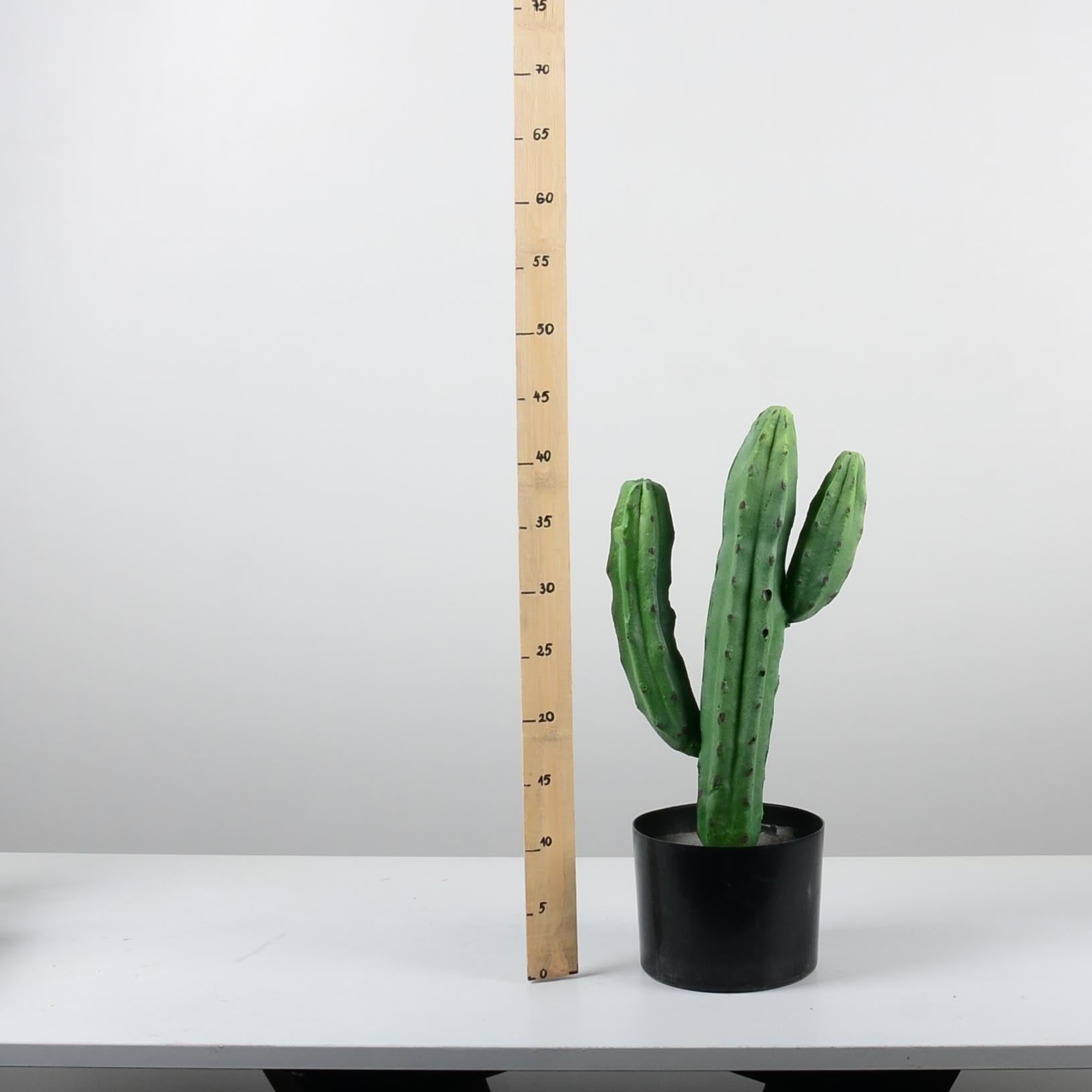 Декоративен кактус - baron.bg