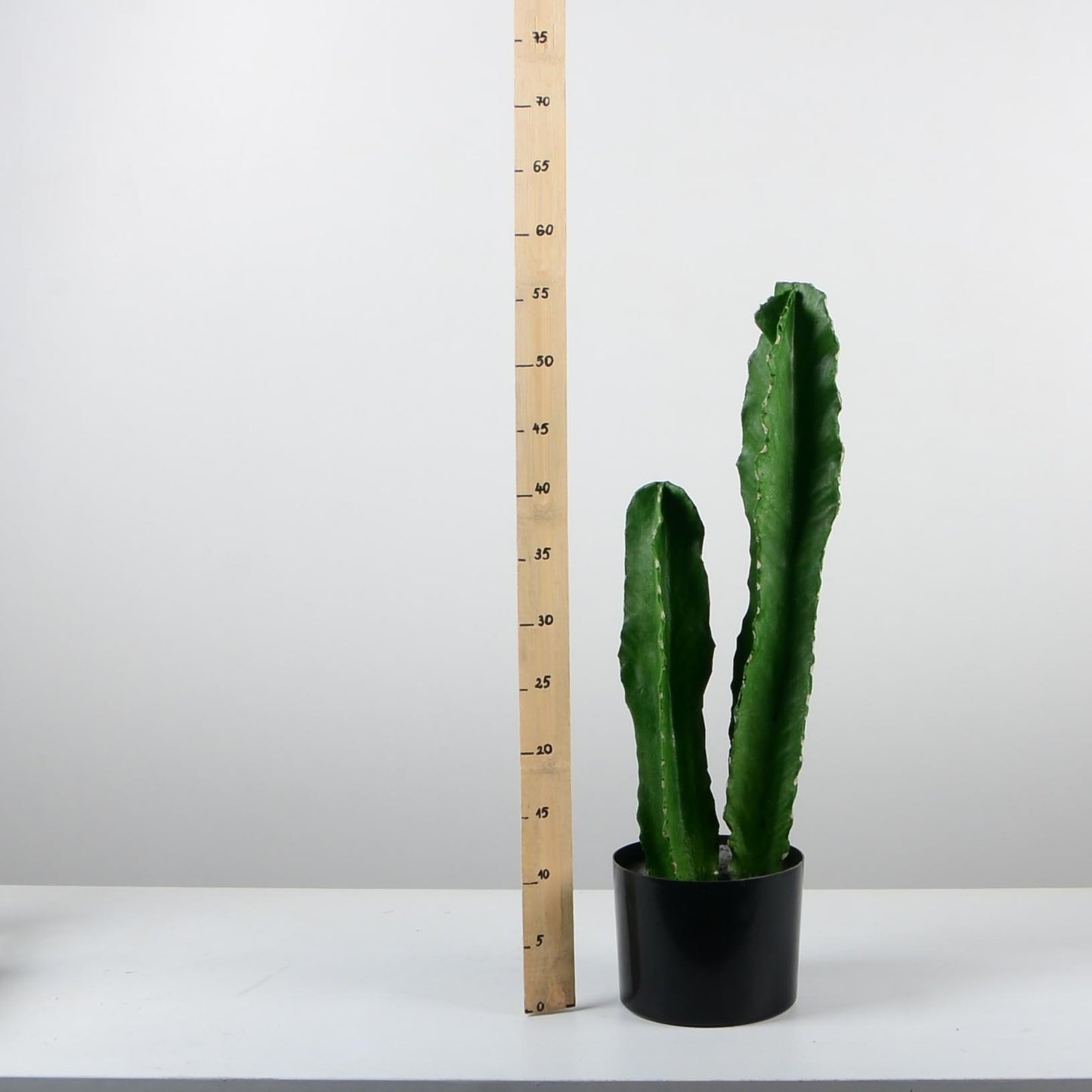 Декоративен кактус - baron.bg