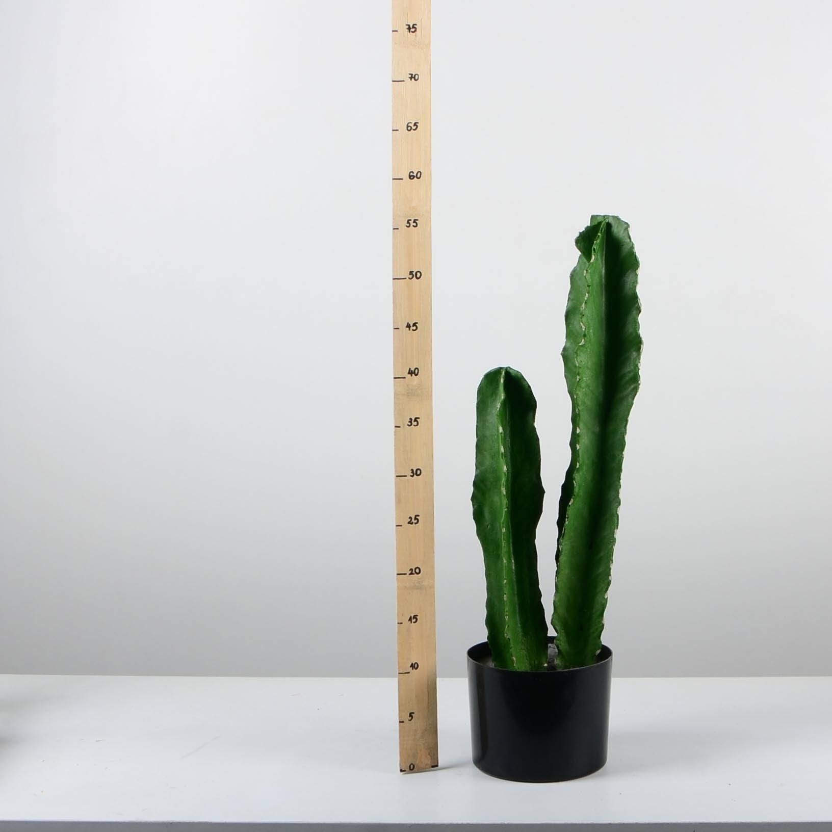 Декоративен кактус - baron.bg