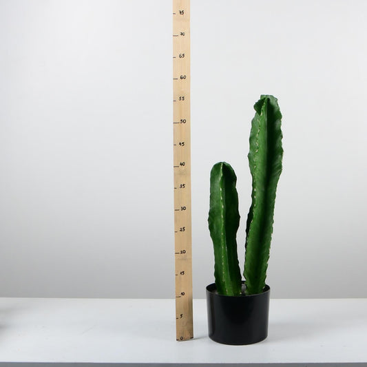 Декоративен кактус - baron.bg