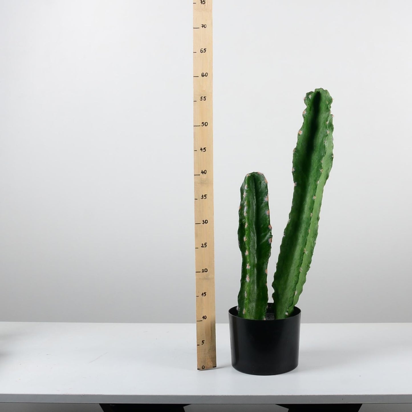 Декоративен кактус - baron.bg