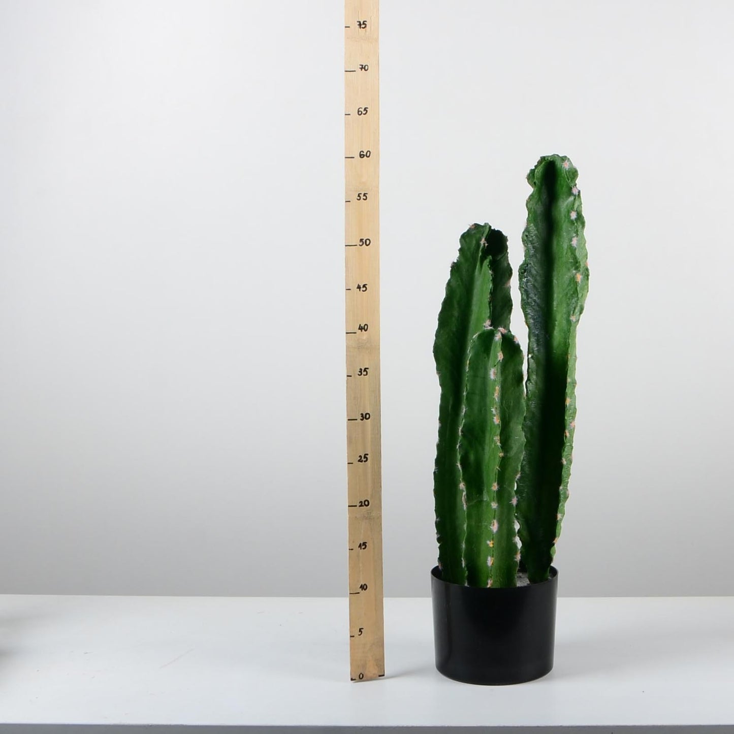 Декоративен кактус - baron.bg