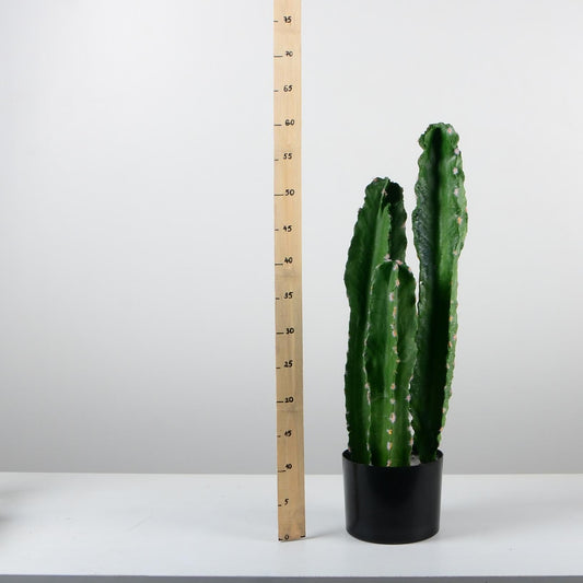 Декоративен кактус - baron.bg