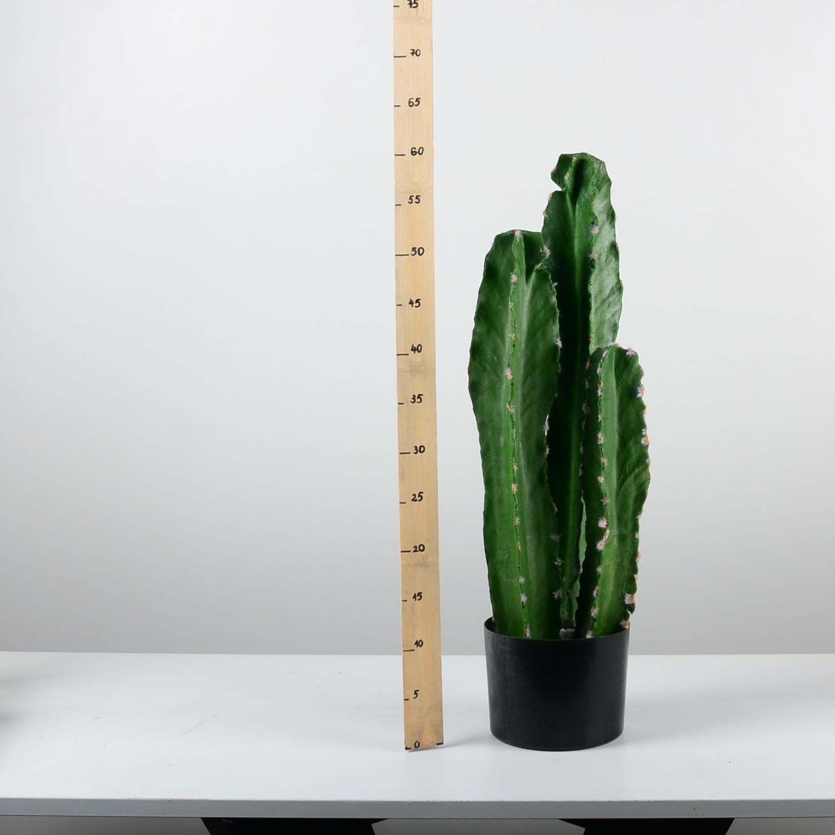 Декоративен кактус - baron.bg