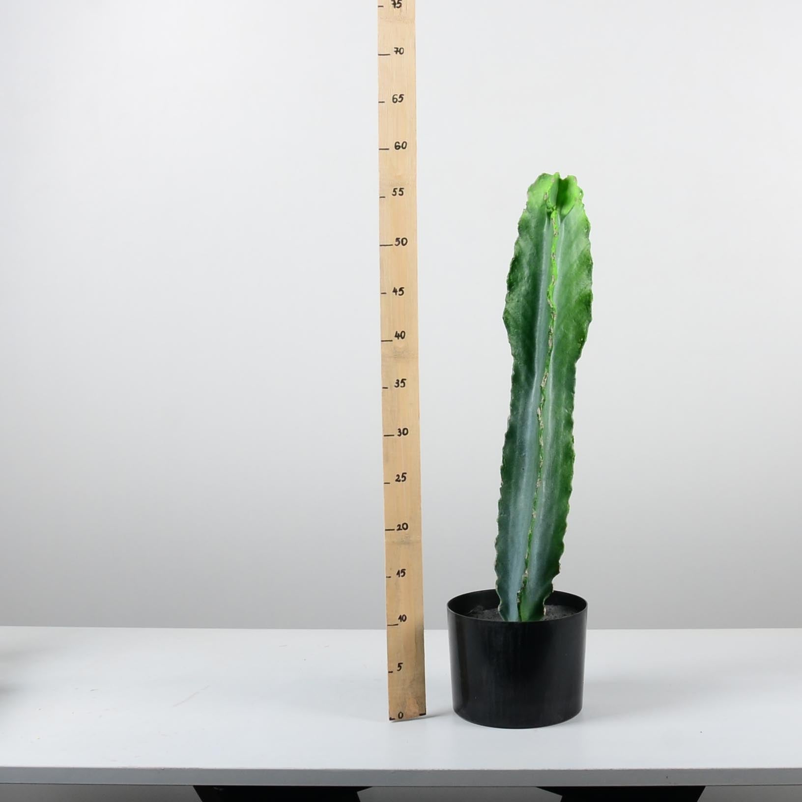 Декоративен кактус ―  Baron.bg