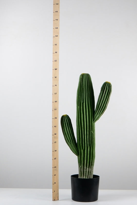 Декоративен кактус - baron.bg