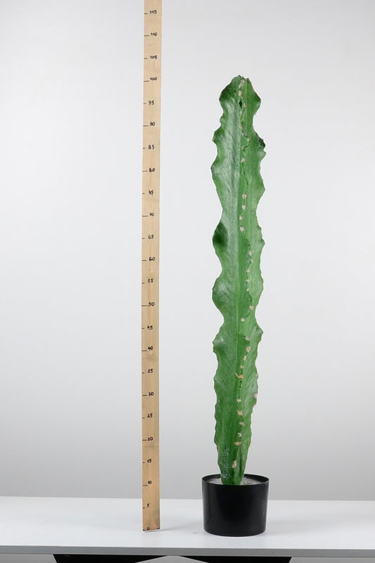 Декоративен кактус-baron.bg