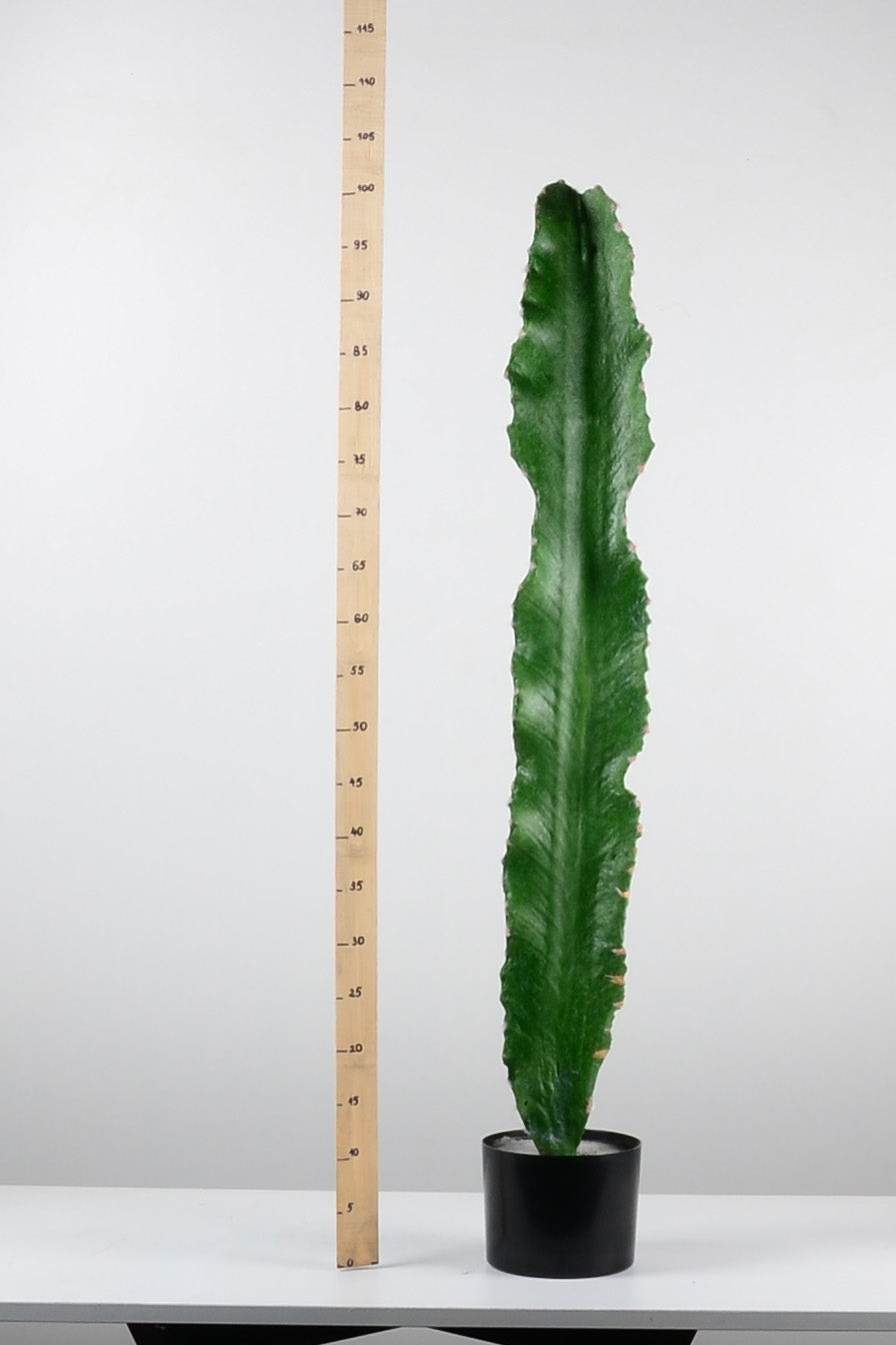 Декоративен кактус-baron.bg