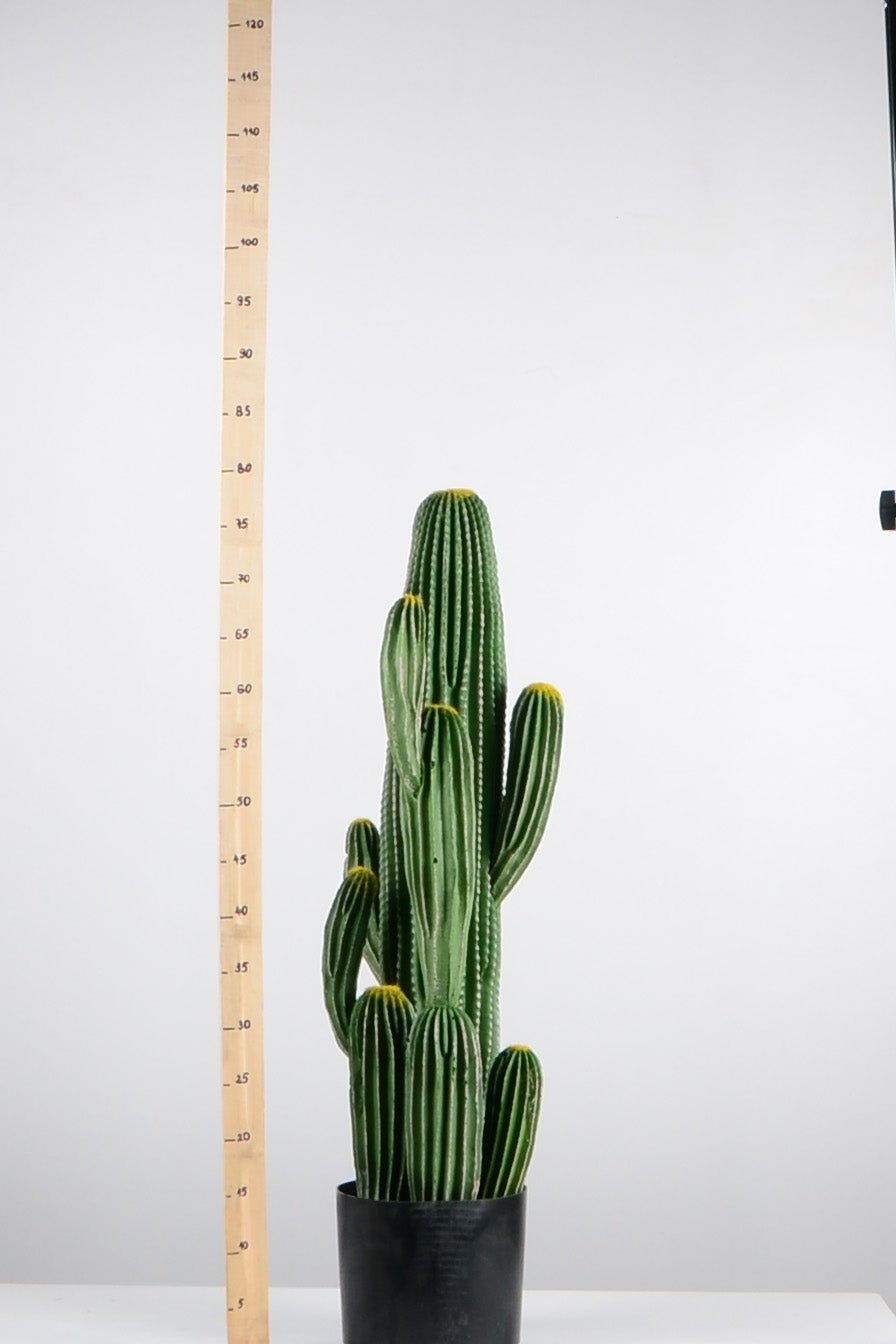 Декоративен кактус ―  Baron.bg