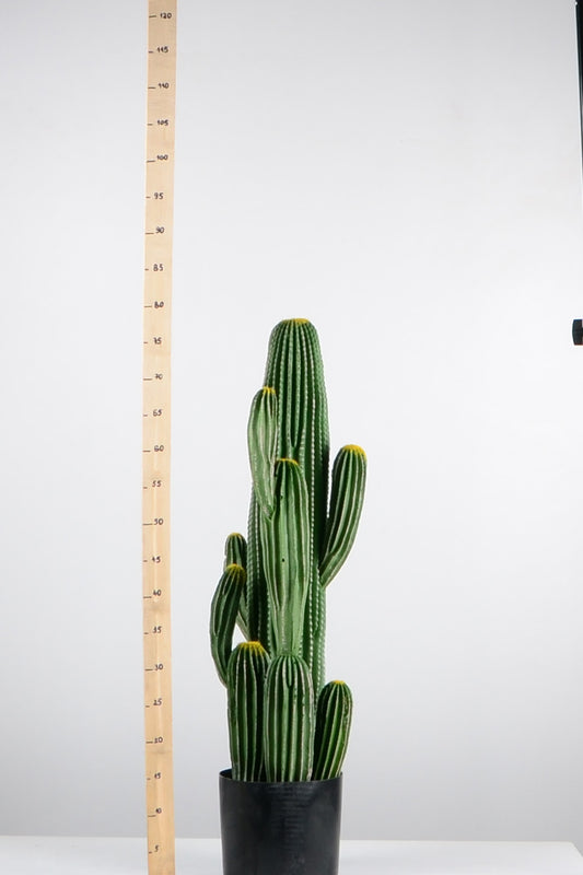 Декоративен кактус ―  Baron.bg