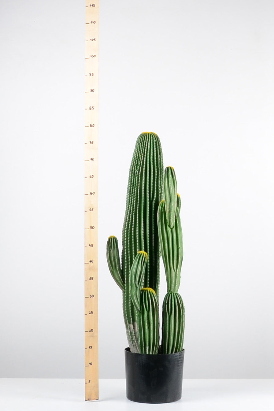 Декоративен кактус ―  Baron.bg