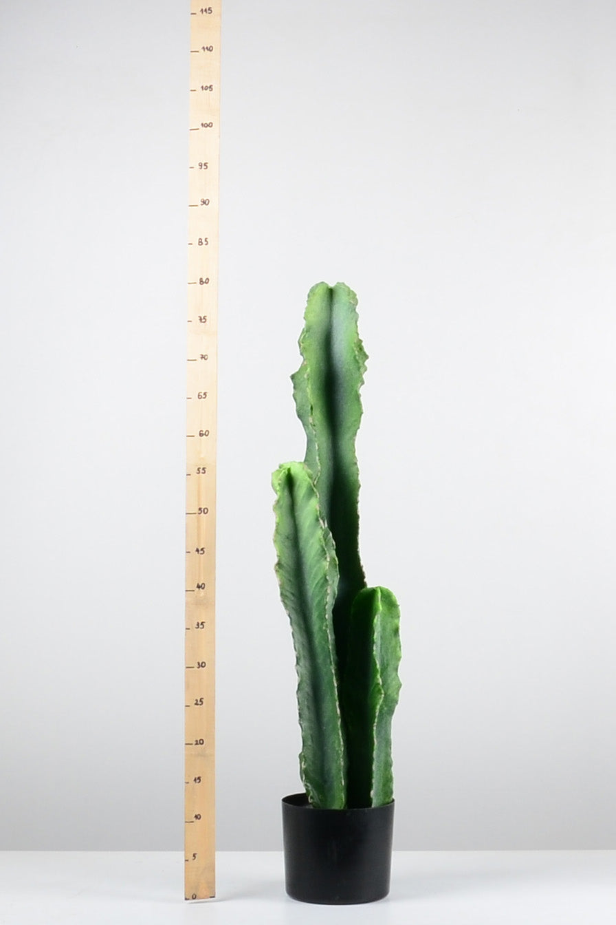 Декоративен кактус - baron.bg