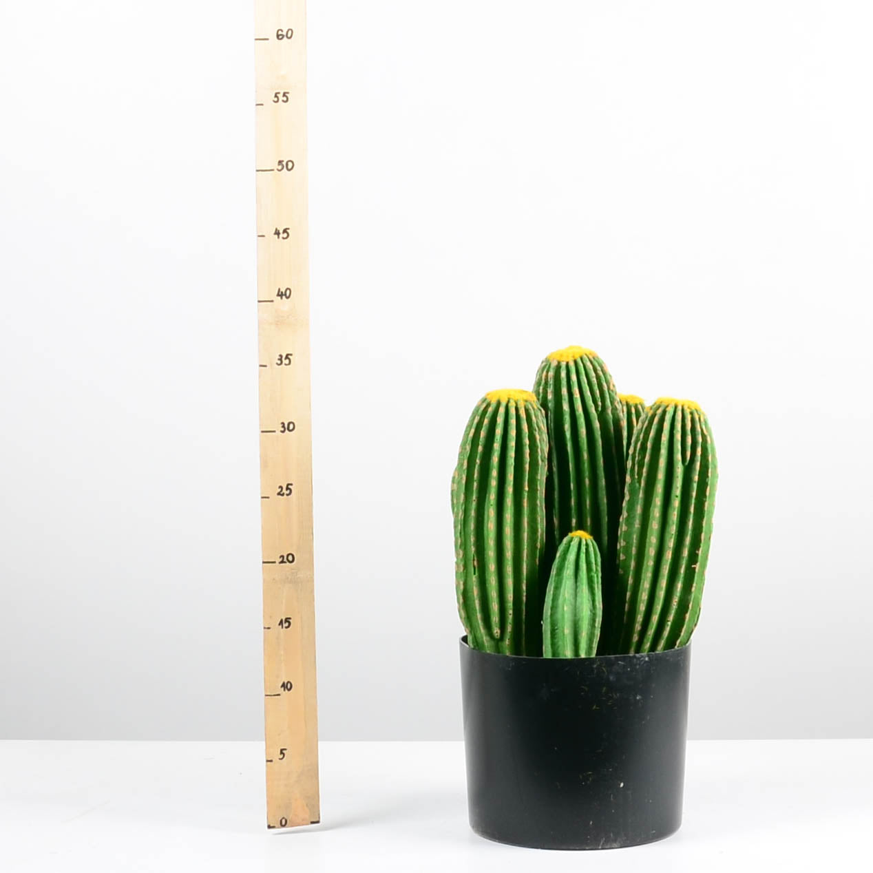 Декоративен кактус - baron.bg