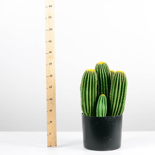 Декоративен кактус - baron.bg