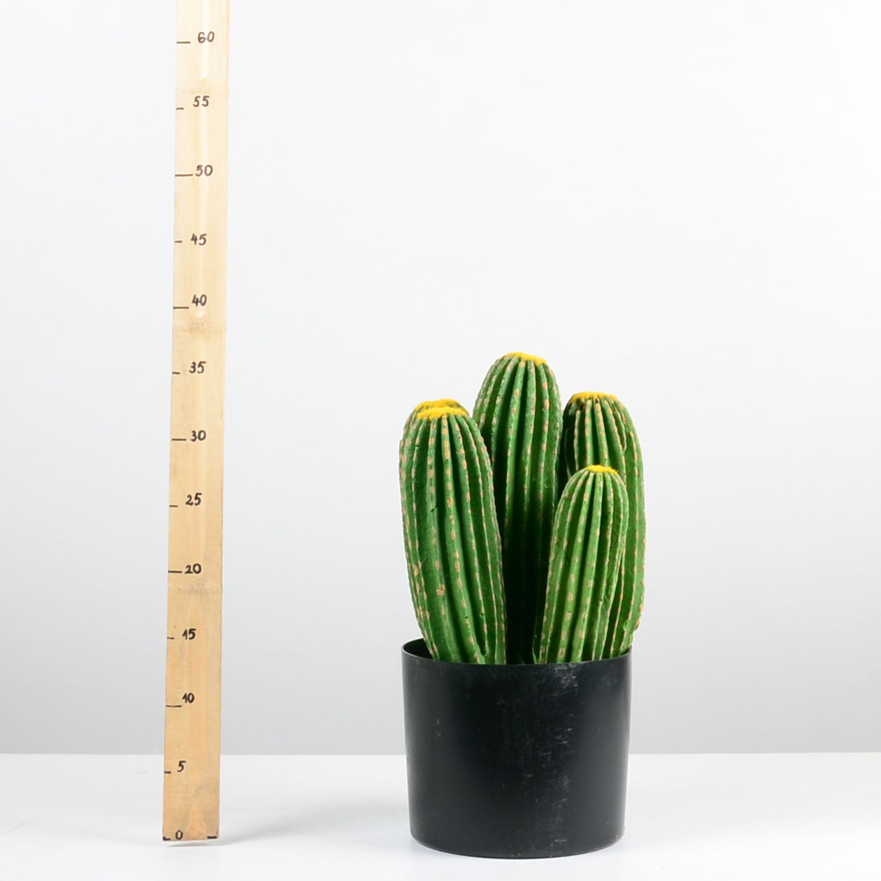 Декоративен кактус - baron.bg