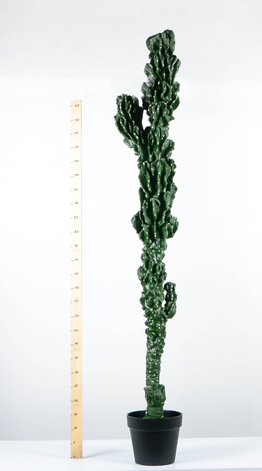 Декоративен кактус - baron.bg