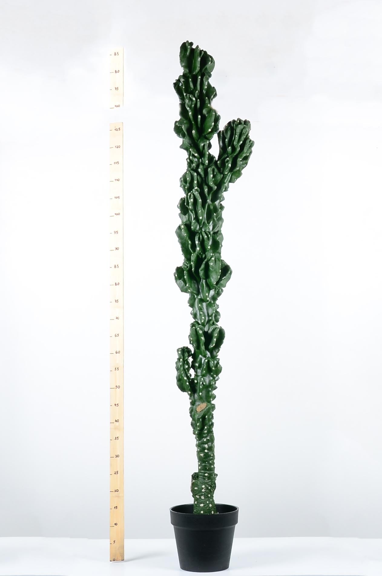 Декоративен кактус - baron.bg