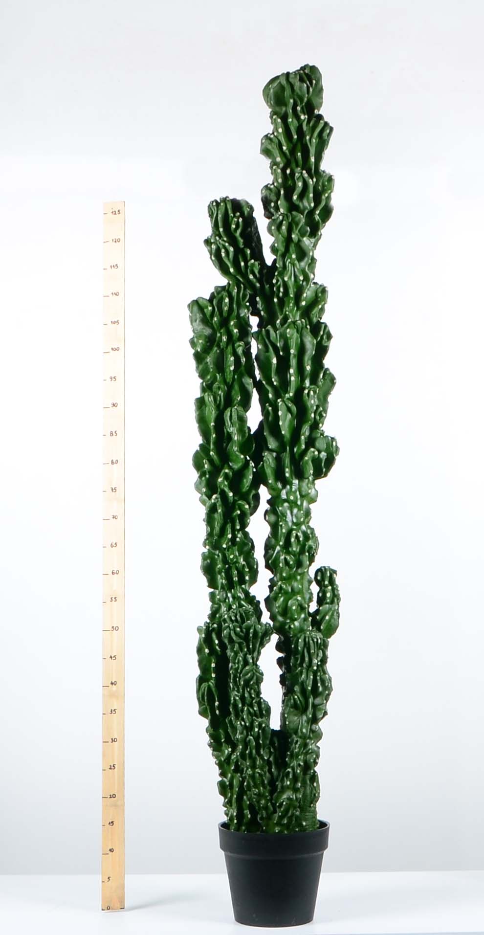 Декоративен кактус - baron.bg