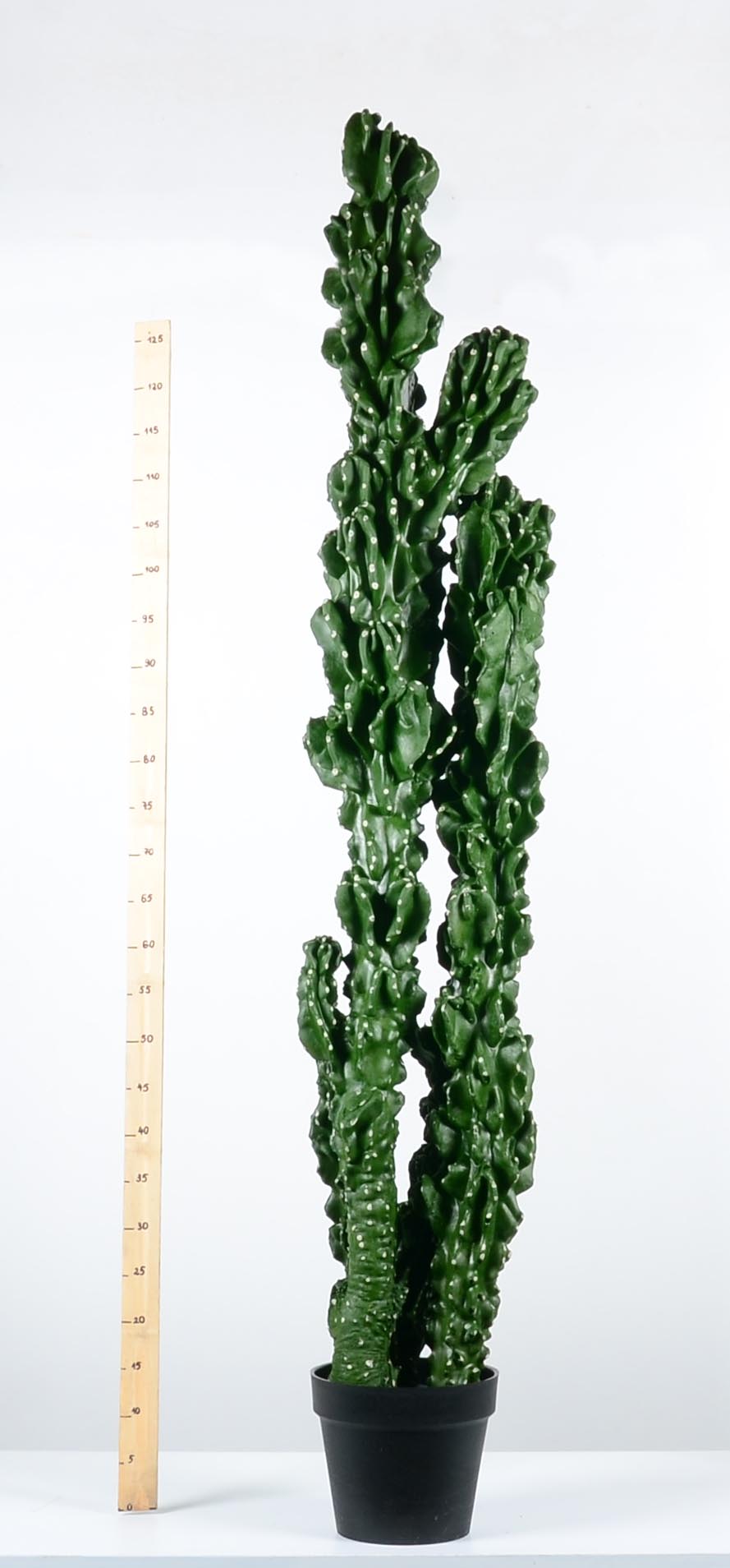 Декоративен кактус - baron.bg